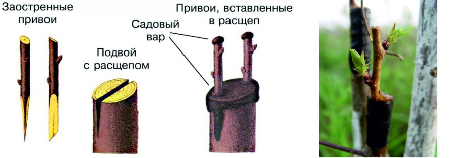 Прививка подвой привой
