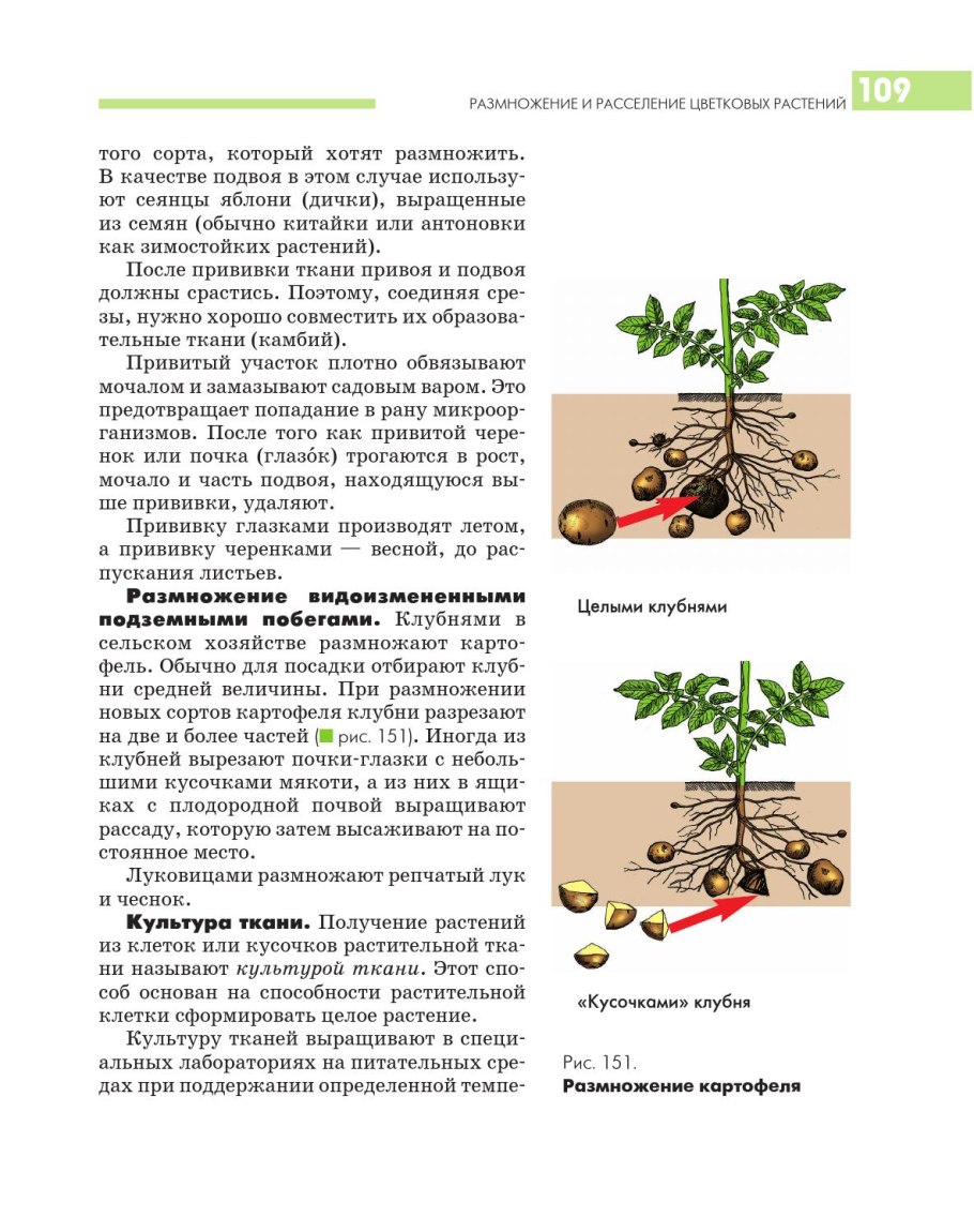 Размножение растений прививкой яблони