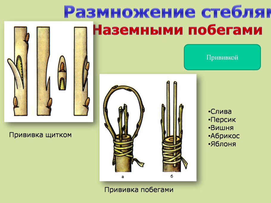 Как прививать растения