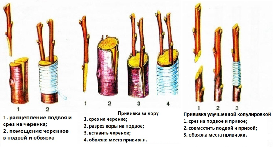 Прививки растений окулировка