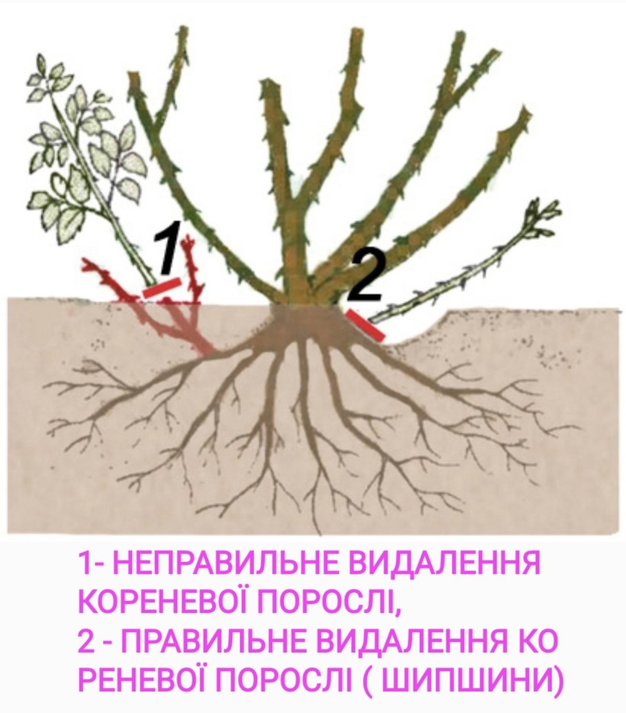 Метод получения посадочного материала прививкой растений