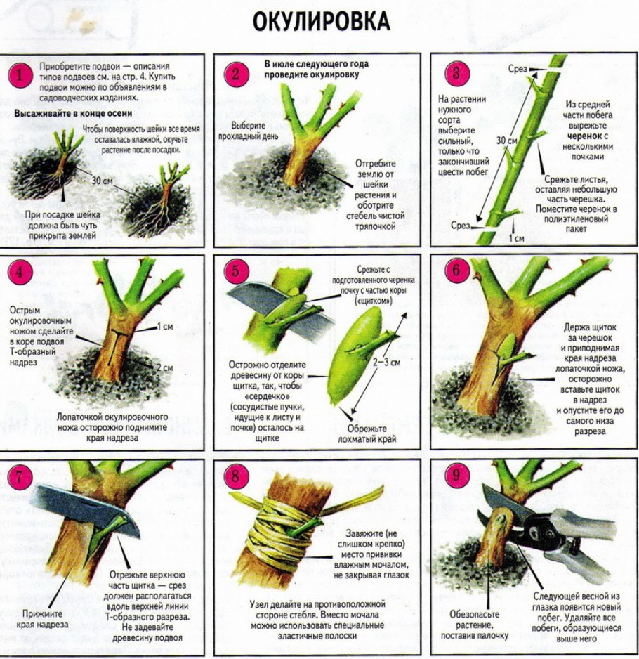 Прививка черенком привой подвой