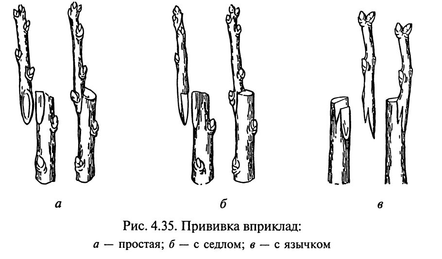 Прививка яблони вращеп