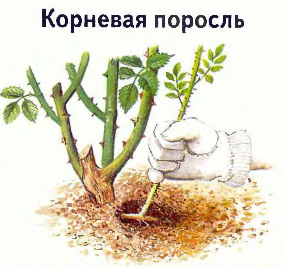 Прививка яблони на дичку весной