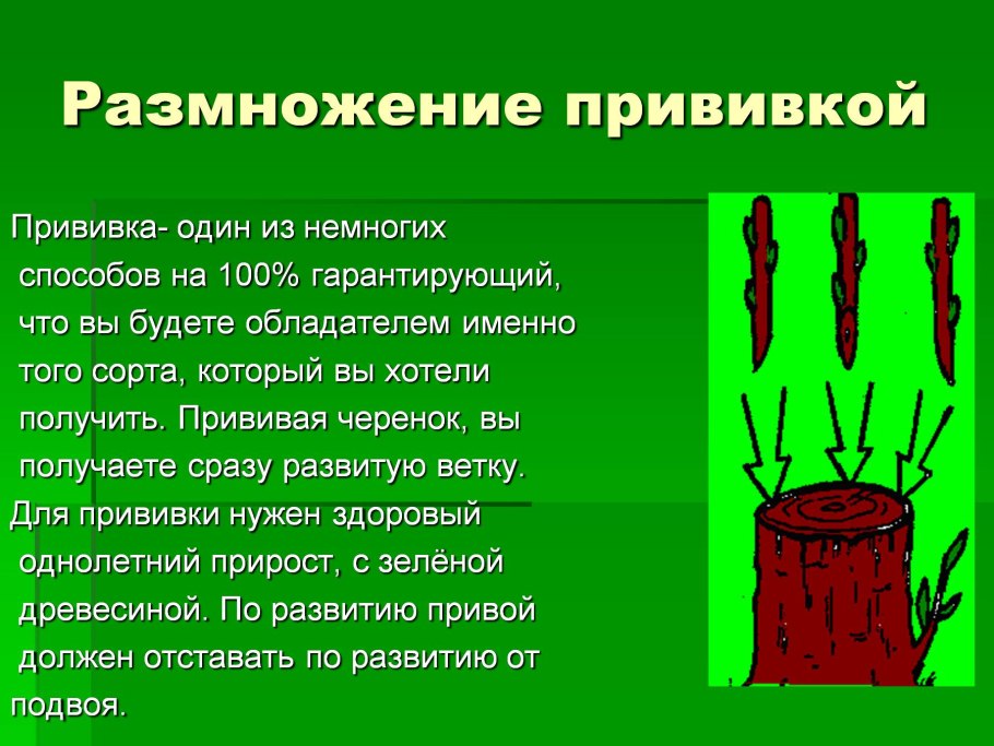 Вегетативное размножение прививки