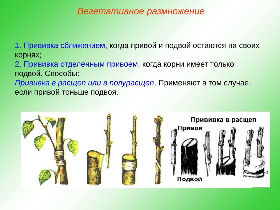 Прививка растений подвой привой