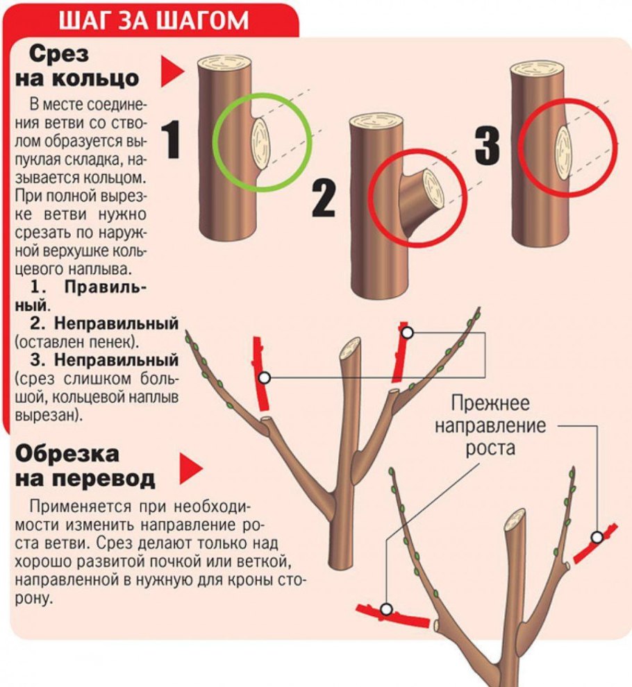 Корневая поросль у розы
