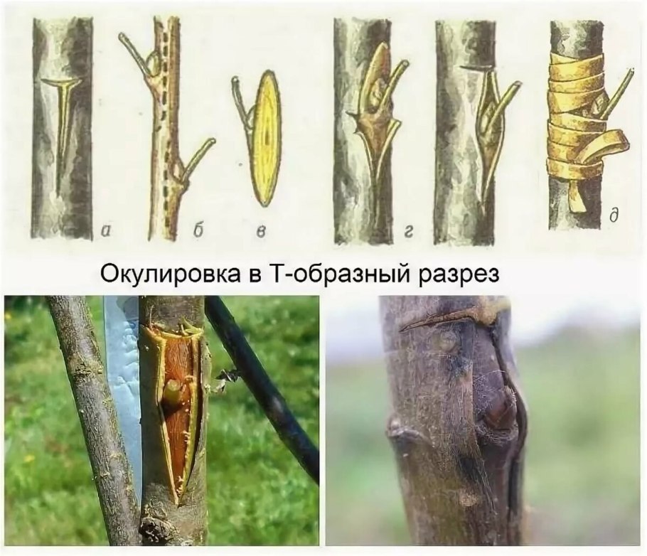 Прививки растений окулировка