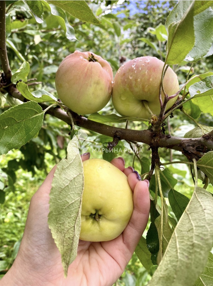 Яблоня сорт Грушовка Московская