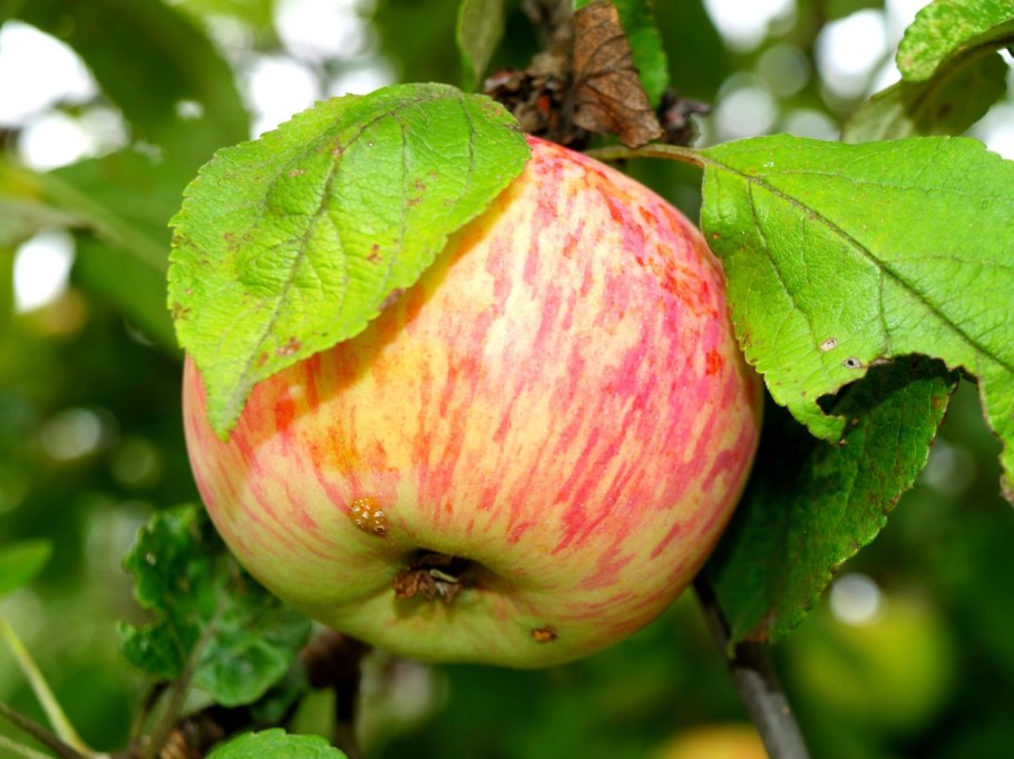 Сорт яблони Грушовка