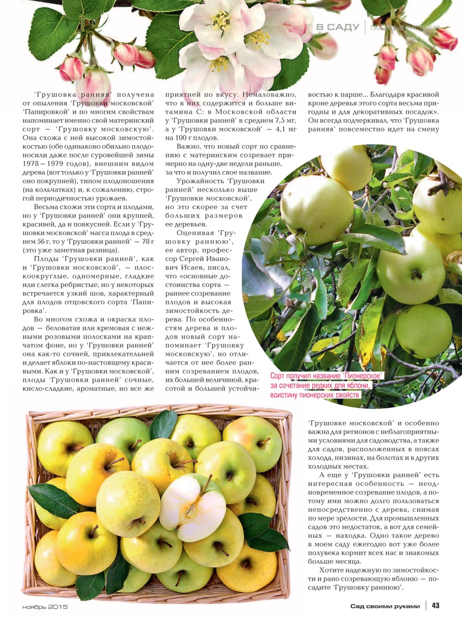 Яблоня Грушовка