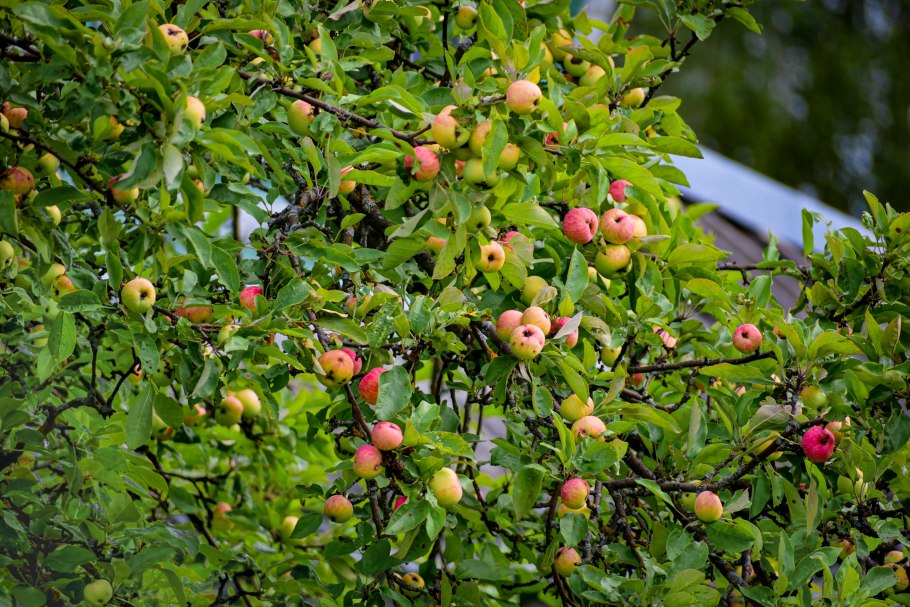 Яблоня Грушовка Московская