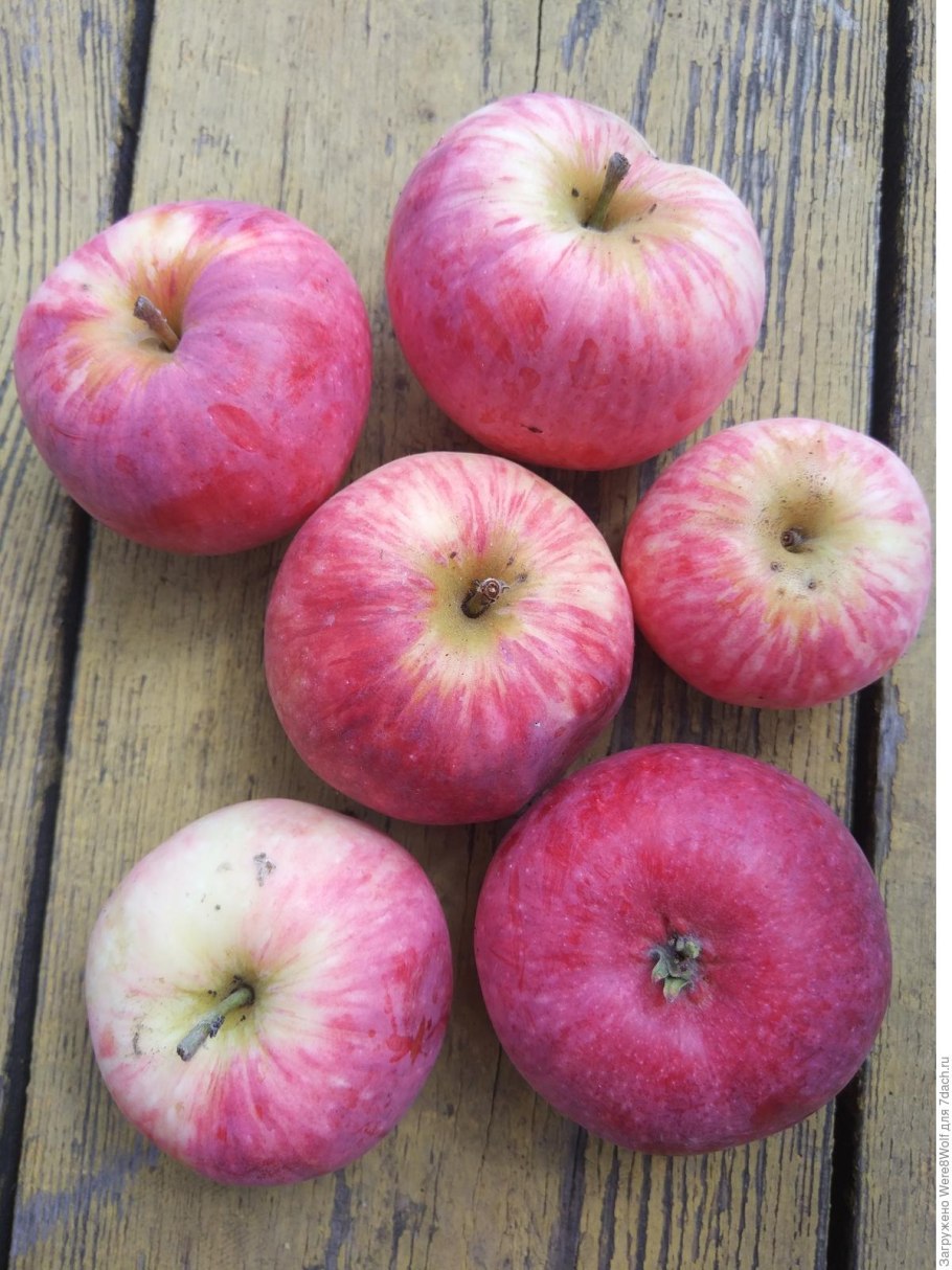 Яблоня сорт Сириус