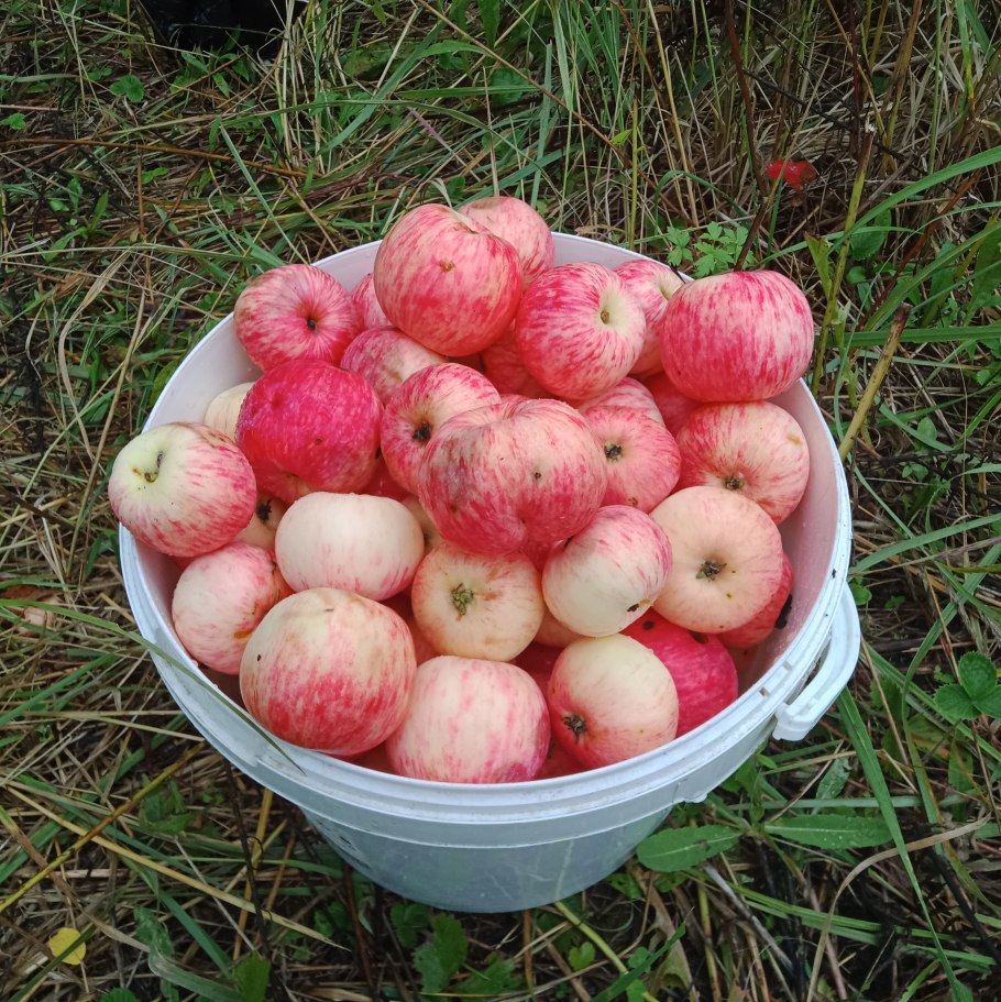 Яблоня Грушовка Московская