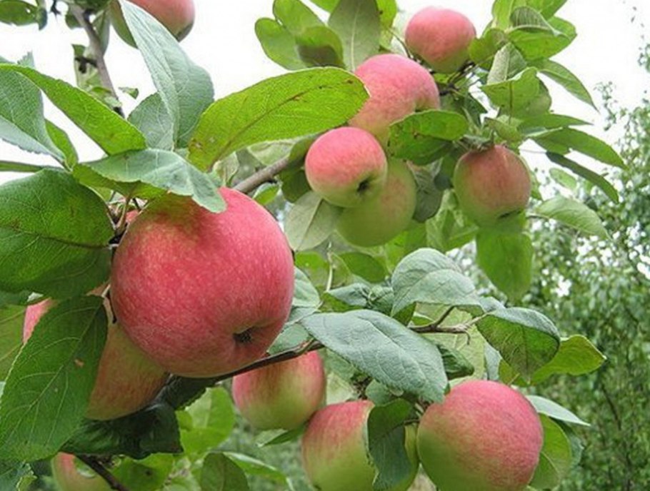 Яблоня Грушовка Московская