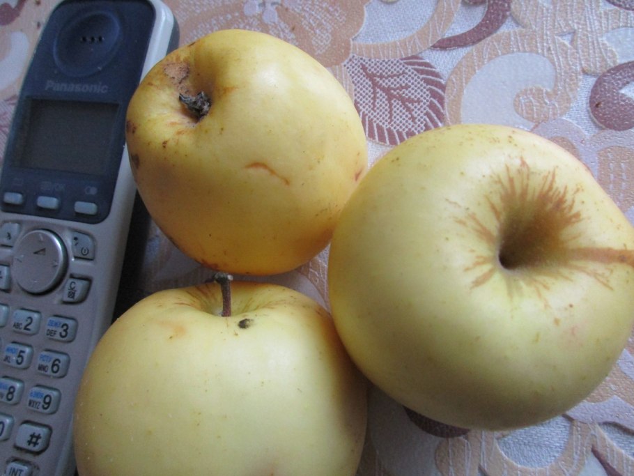 Яблоня Грушовка