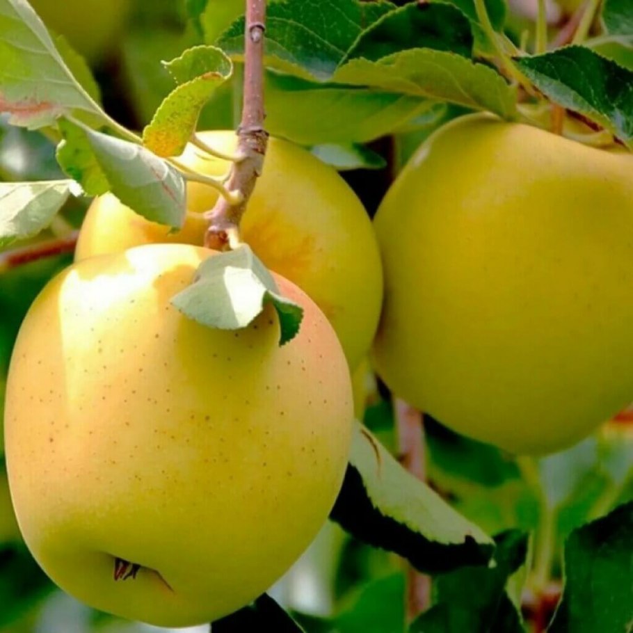 Яблоня Мельба