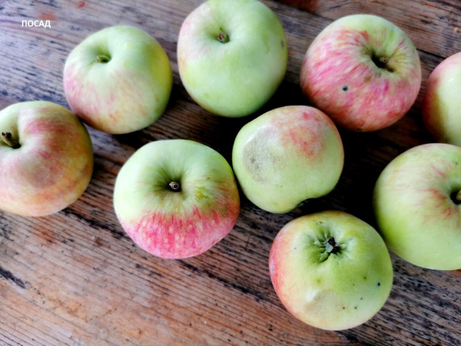 Яблоня Имрус