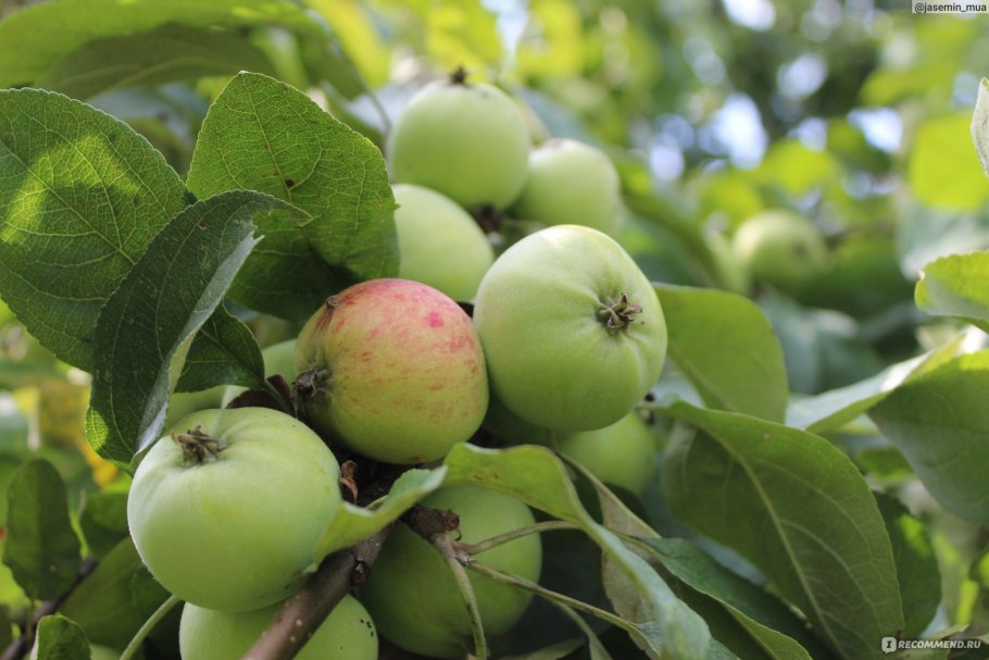 Яблоня Антоновка Золотая