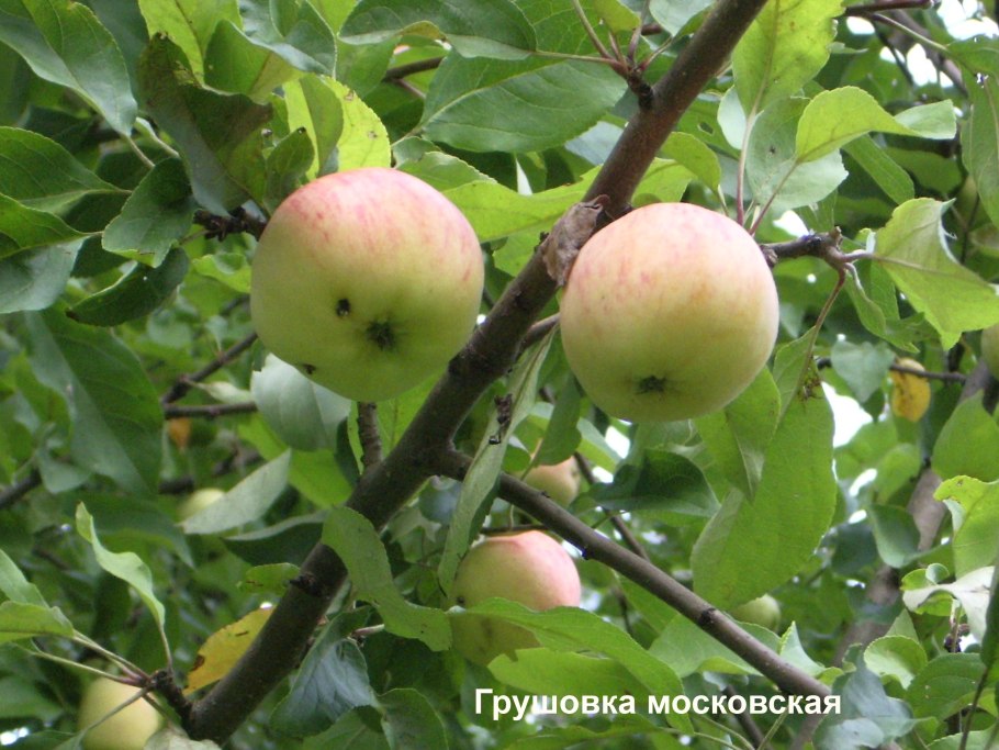 Сорт яблок Штрейфлинг