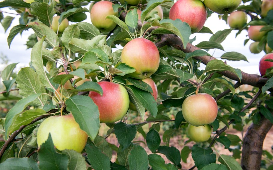 Сорт яблони Аркадик