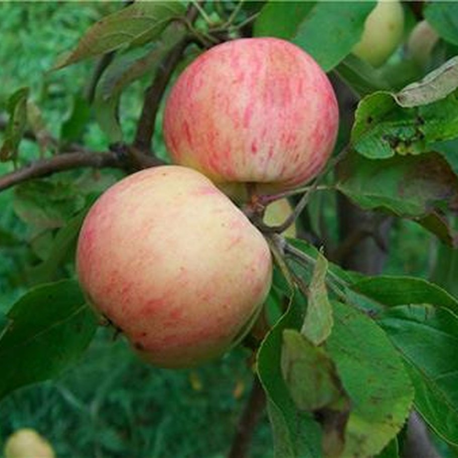 Яблоки Голден Грушовка