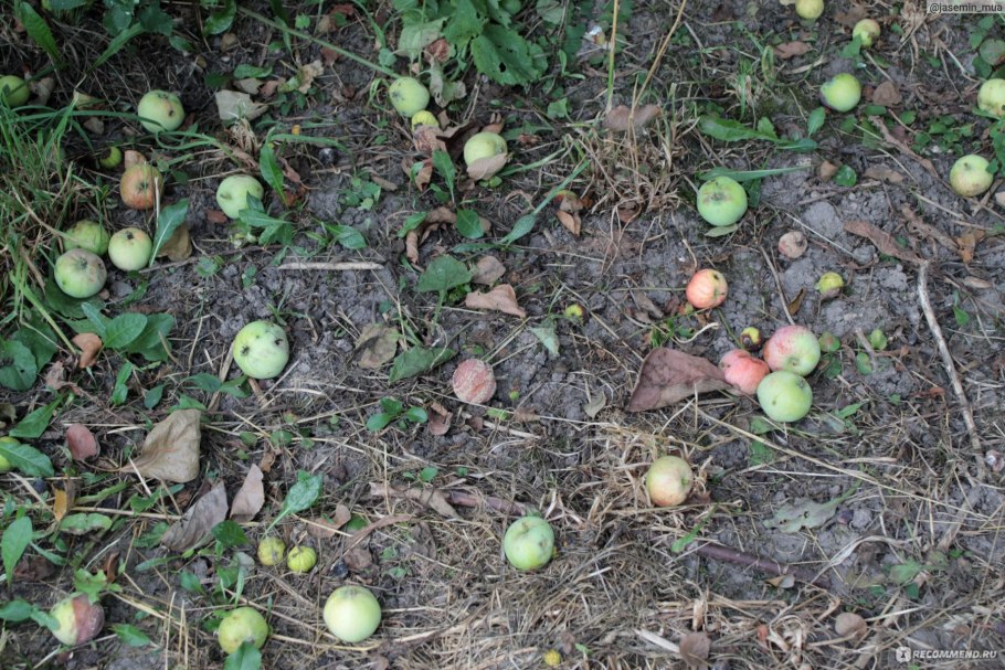 Яблоня Грушовка Московская