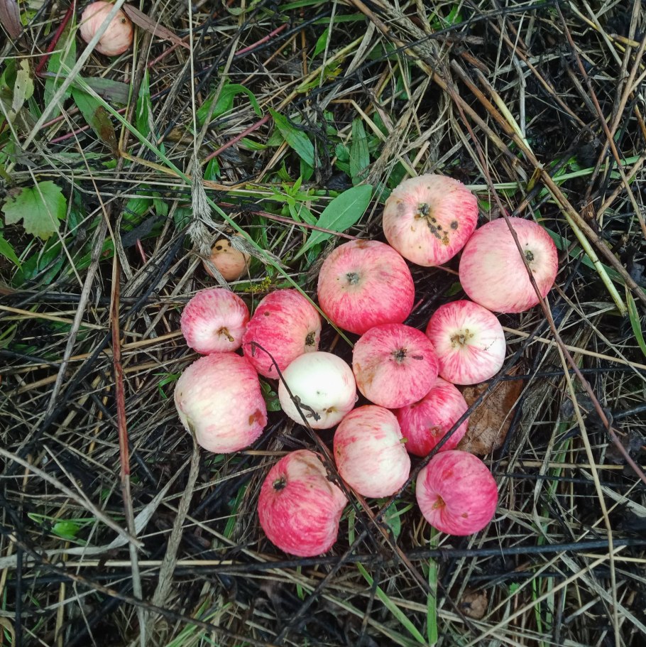 Грушовка Московская дерево