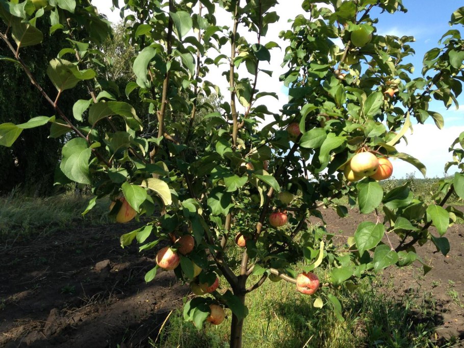 Яблоня Грушовка ранняя