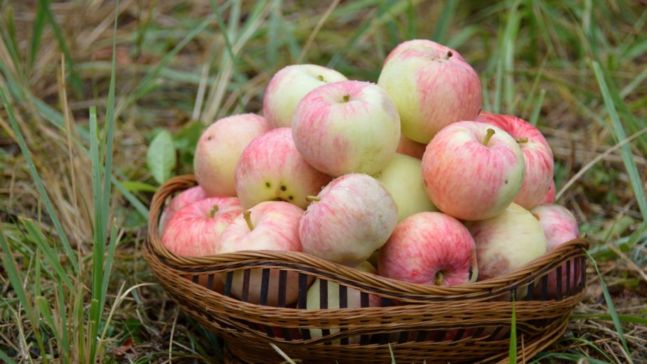 Яблоня сорт чемпион