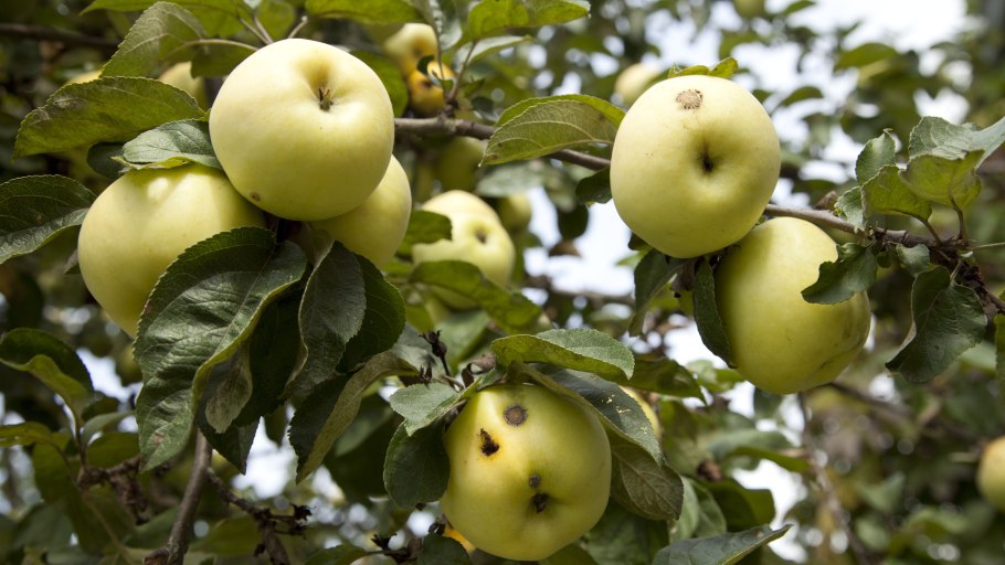 Яблоня Лесная красавица