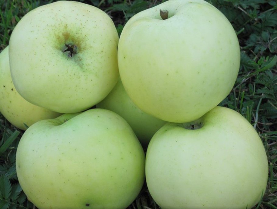 Яблоня Штрейфлинг