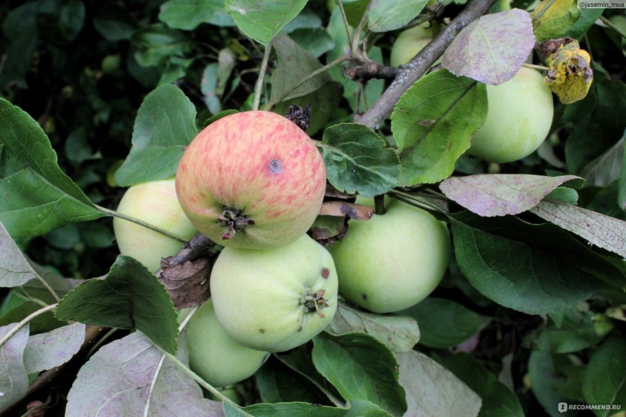 Сорт яблок Грушовка