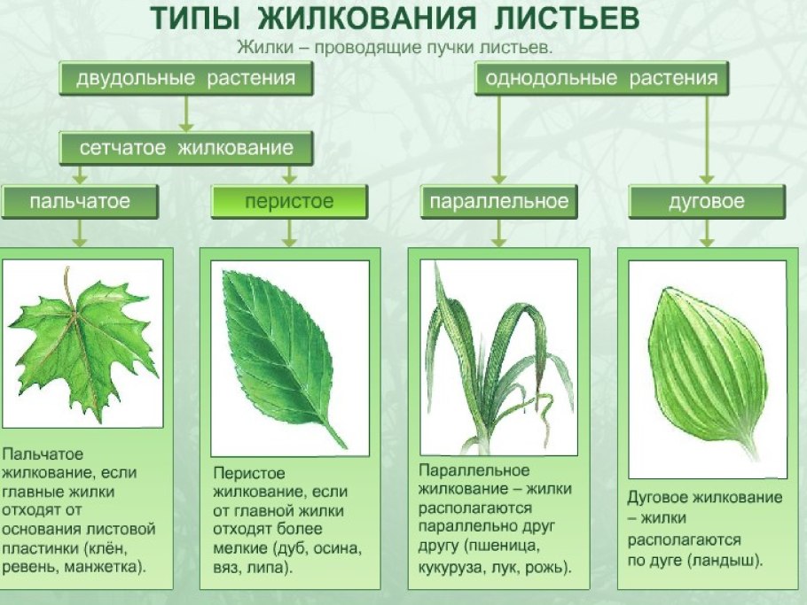 Жилкование листа клена