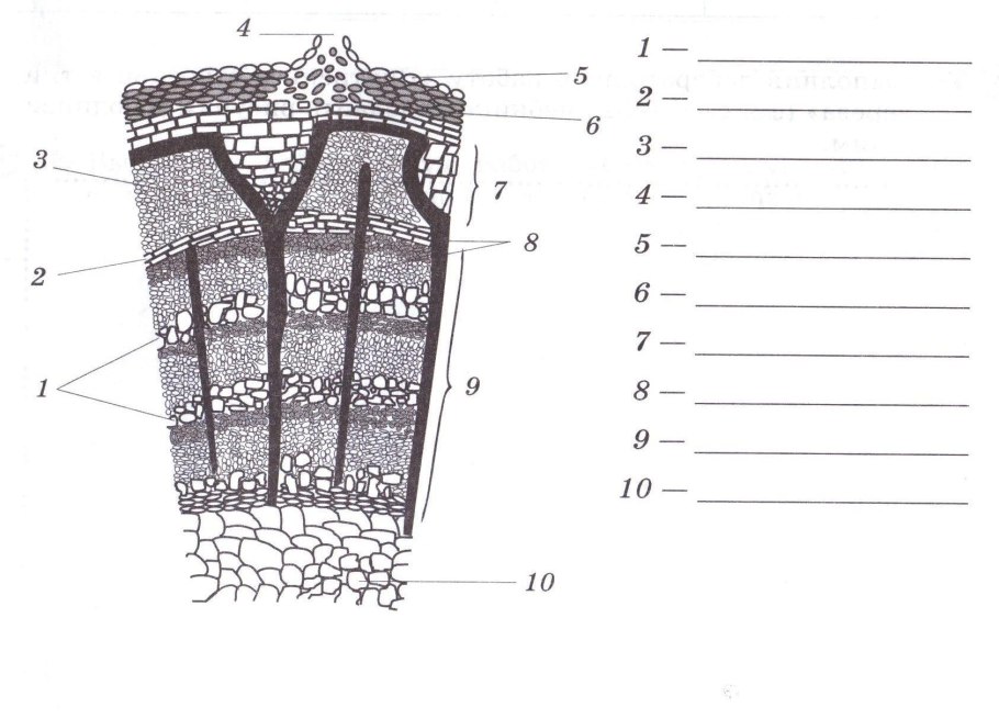 Лабораторная работа строение стебля
