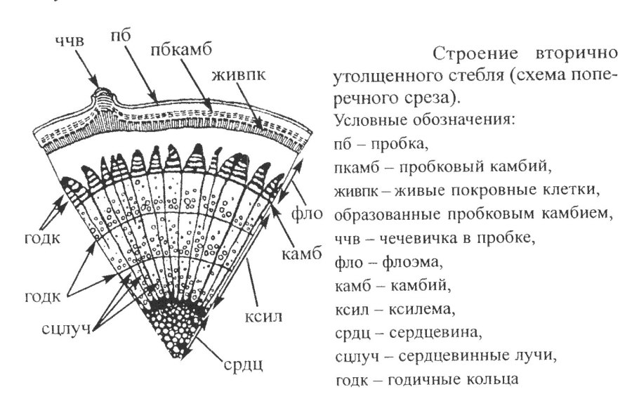 Папоротник нефролепис строение