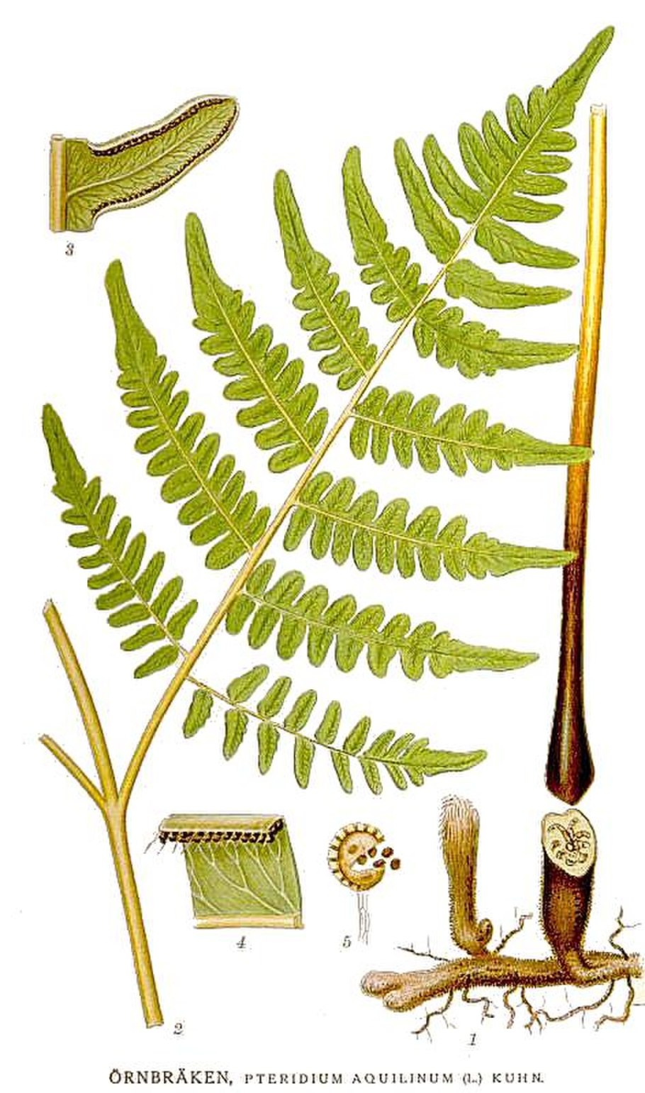 Папоротники глоссоптерисы