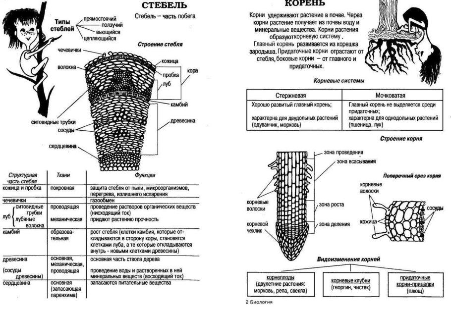 Внутренние части стебля функции внутренних частей