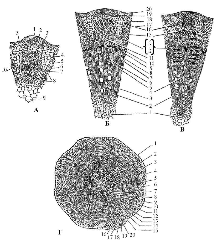 Жизненный цикл щитовника мужского