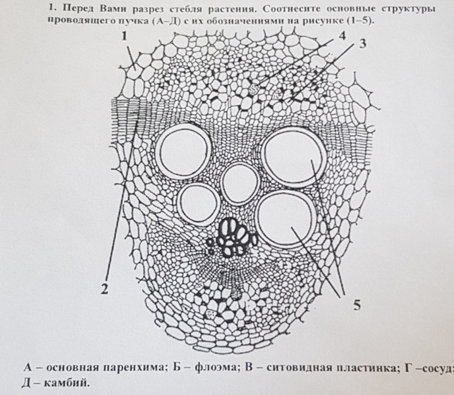 Поперечный срез стебля кирказона