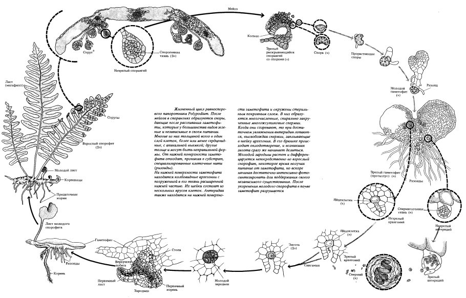 Щитовник мужской голосеменное растение