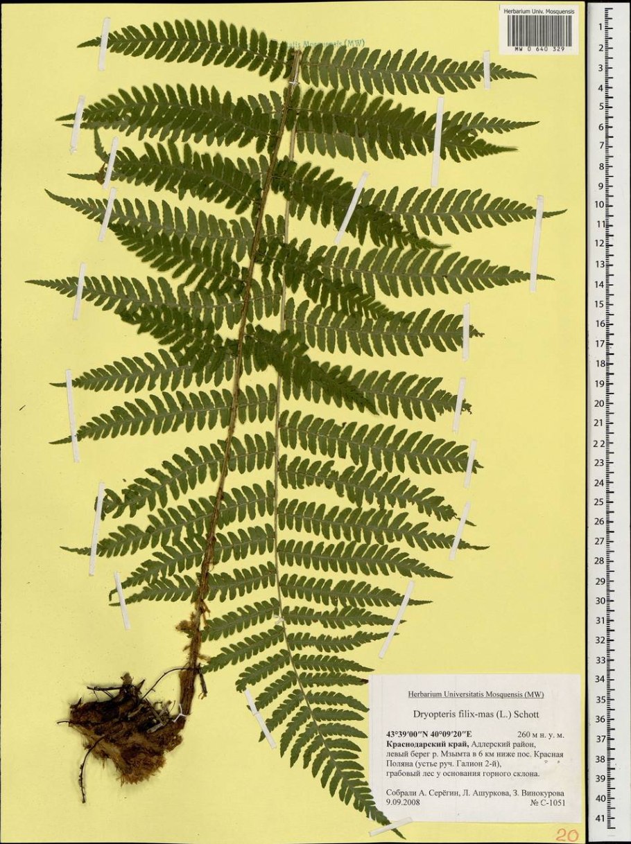 Dryopteris filix-mas Schott