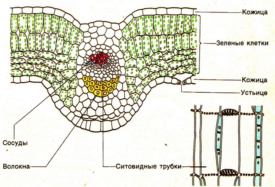 Разновидности папоротников с большой медицинской энциклопедии
