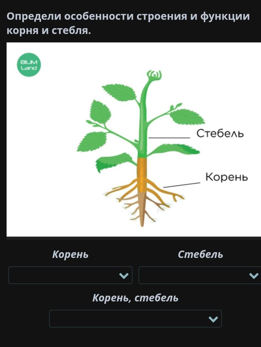 Медуллоза Ноэ семенной папоротник