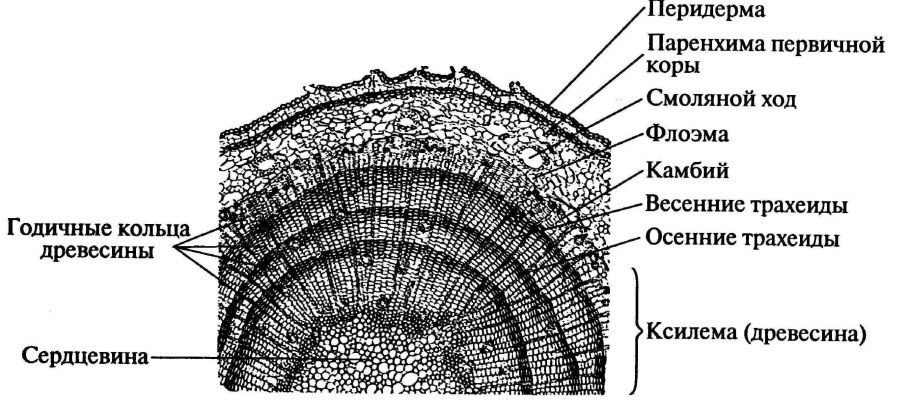 Ткани растений поперечный срез листа