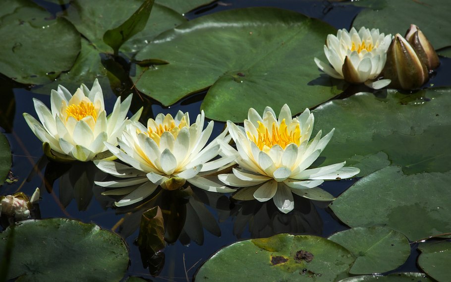 Водяной гиацинт (Eichhornia crassipes)