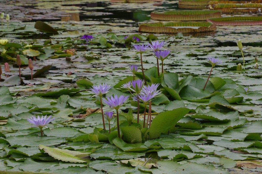 Кувшинка Nymphaea Aurora