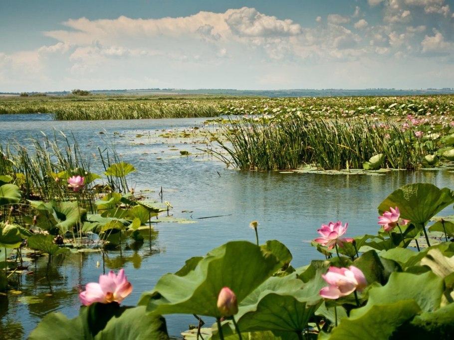 Горошница растение водное