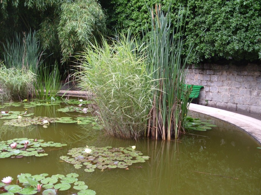 Водяная Лилия Шри Ланка