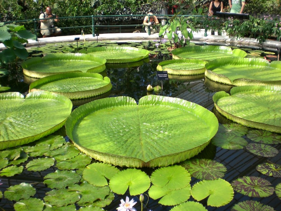 Лотос кувшинка